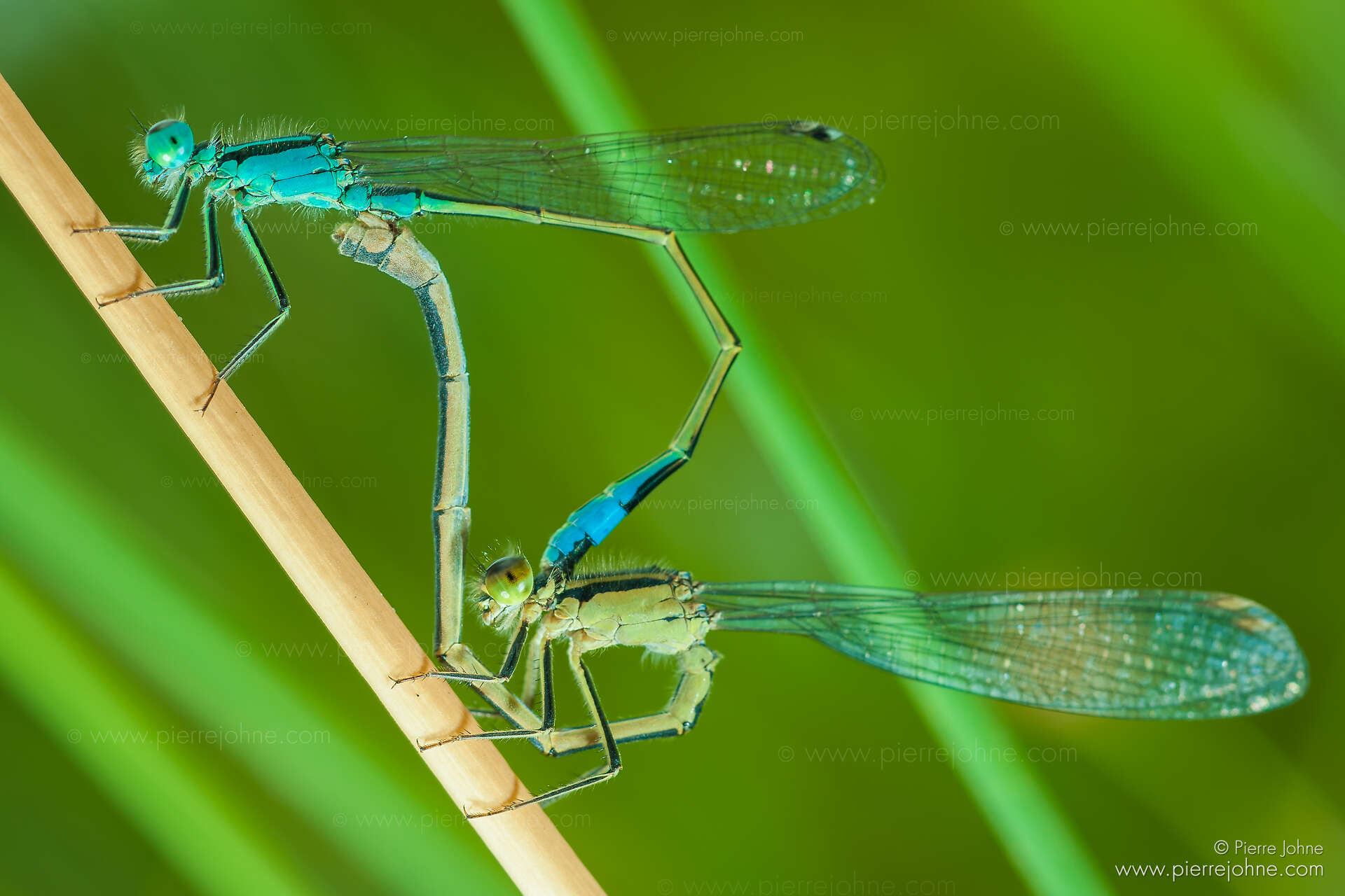 Dragonflys (platycnemis pennipes), Stuttgart, Germany