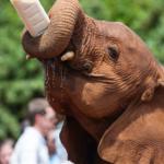 The older elephants drink by their own at the David Sheldrick Wildlife Trust