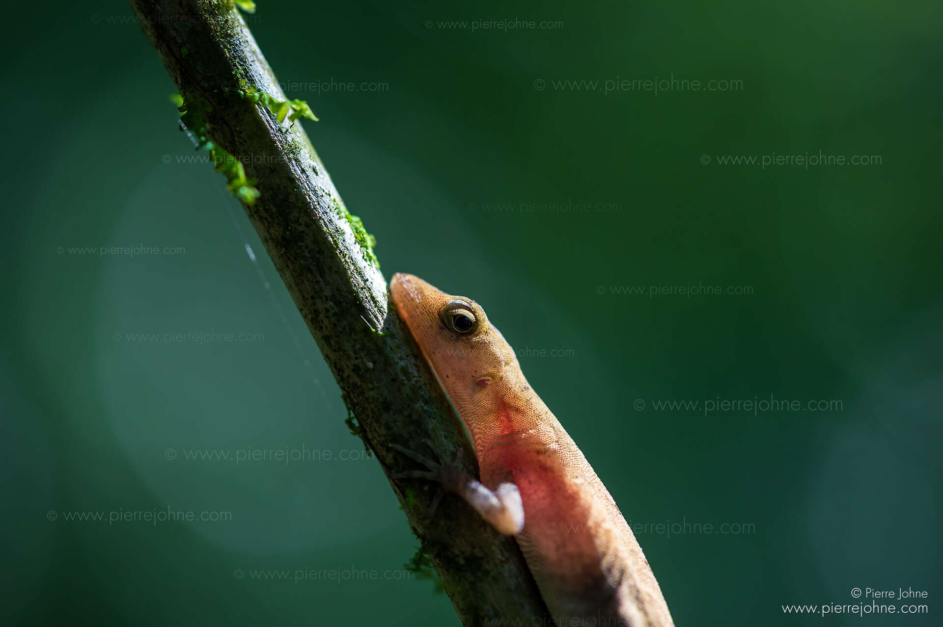 A nearly transparent gecko at the top of the Madera Volcano, Ometepe, Nicaragua