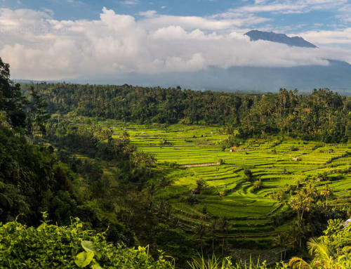 Ricefields in front of Mt. Angung, Karangasem, Bali, Indonesia