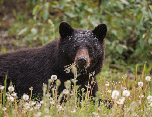 A black bear enjoys dandelion, north of Takla Lake, BC, Canada
