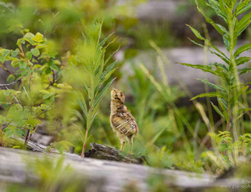 A young red grouse picking bugs, Babine Lake, B.C. Canada