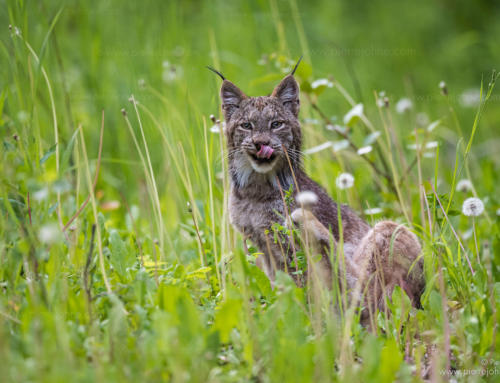A Lynx is cleaning his mouth, Babine Lake, B.C. Canada