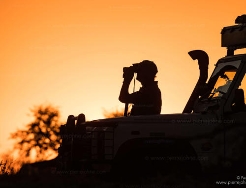 Looking for Wildlife, Elephant Sands, Tutume, Botsuana