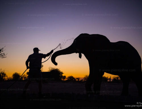 A wild elephant is enjoying a shower, Elephant Sands, Tutume, Botsuana