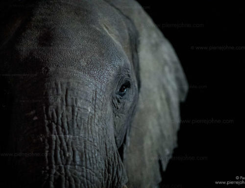 An Elephant Portrait, Elephant Sands, Tutume, Botsuana